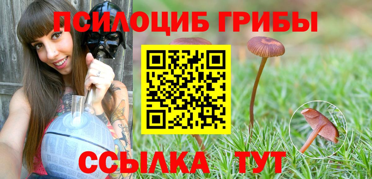 Псилоцибиновые грибы Psilocybe  Аксай 